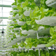 Illustration for article titled How Vertical Farming is Revolutionizing the Way We Grow Food